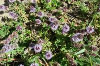 Mentha pulegium
