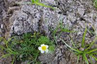 Ranunculus trichophyllus subsp. trichophyllus