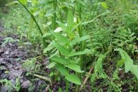 Sium latifolium