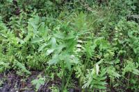 Sium latifolium