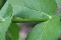 Sium latifolium