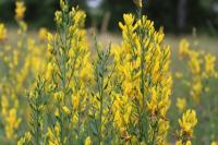 Genista tinctoria