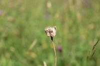 Fritillaria meleagris