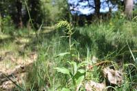 Epipactis helleborine