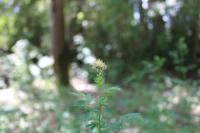 Thalictrum flavum