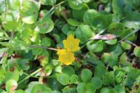 Lysimachia nummularia