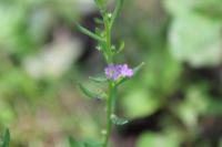 Lythrum hyssopifolia