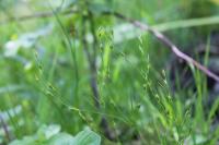 Juncus bufonius
