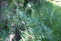 Asparagus officinalis