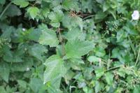 Viburnum opulus