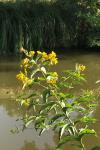 Lysimachia vulgaris