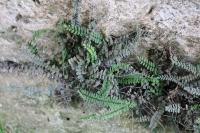 Asplenium trichomanes