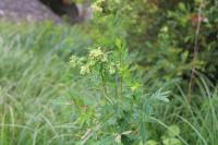 Thalictrum flavum