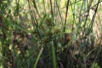 Cyperus eragrostis