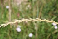Lolium multiflorum