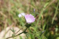 Malva setigera