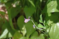 Lathyrus linifolius