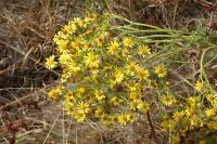 Jacobaea vulgaris
