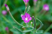 Epilobium hirsutum