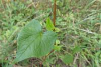 Fagopyrum esculentum