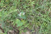 Fagopyrum esculentum