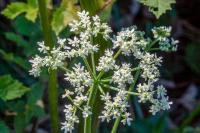 Heracleum sphondylium