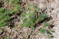 Euphorbia cyparissias