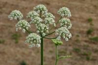Heracleum sphondylium