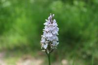 Dactylorhiza maculata