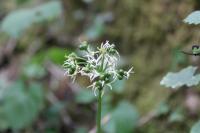 Allium ursinum