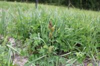 Carex riparia