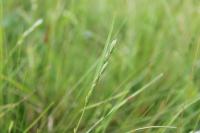Danthonia decumbens