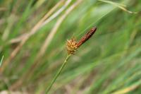 Carex caryophyllea
