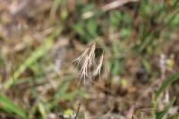 Anisantha tectorum