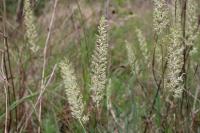 Koeleria macrantha