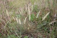 Koeleria macrantha