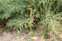 Alopecurus myosuroides