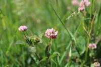 Trifolium hybridum