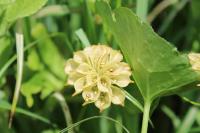 Caltha palustris