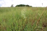 Trisetum flavescens