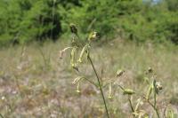 Silene nutans