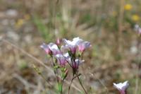 Linum appressum