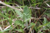 Jacobaea erucifolia