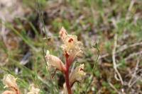 Orobanche alba