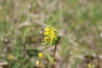 Rhinanthus minor