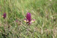 Melampyrum arvense