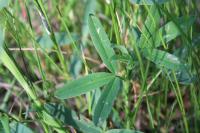 Trifolium rubens