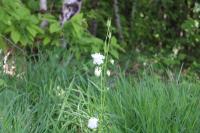 Aquilegia vulgaris