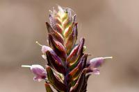 Odontites vernus