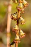 Agrimonia eupatoria